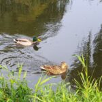 ducks at Stara Olejarnia